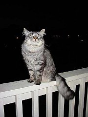 Gatti (51)
